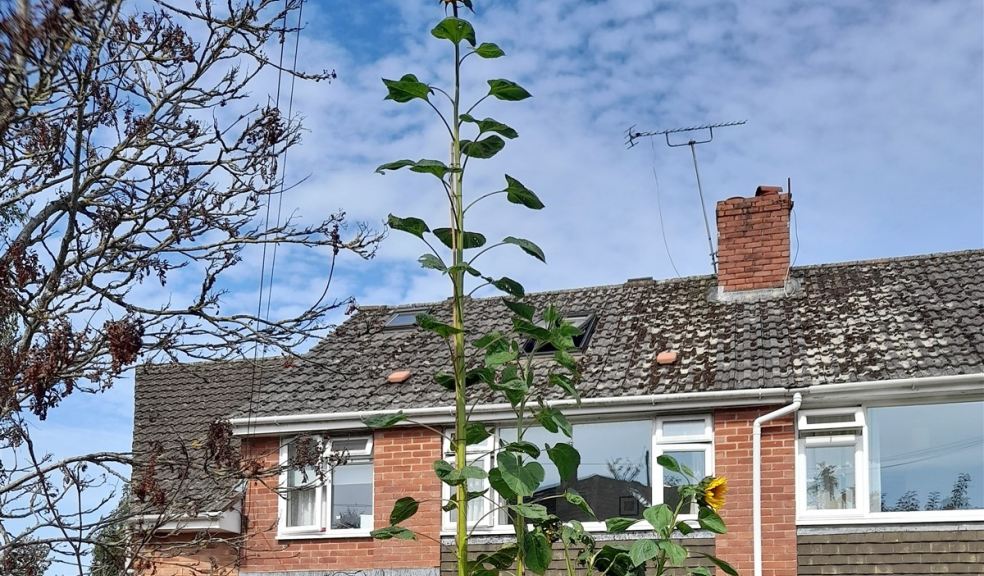 2023's winning sunflower Tall sunflower