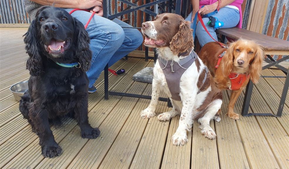 Dogs at Coldharbour Field Kitchen