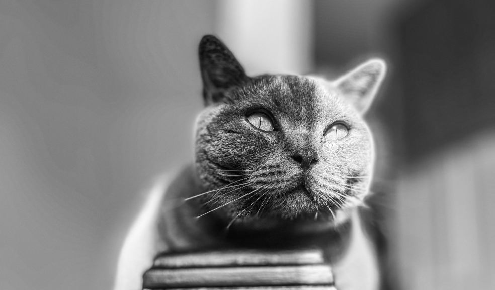Pet Personalities Winner: A perch with a view - Austin Lake.
