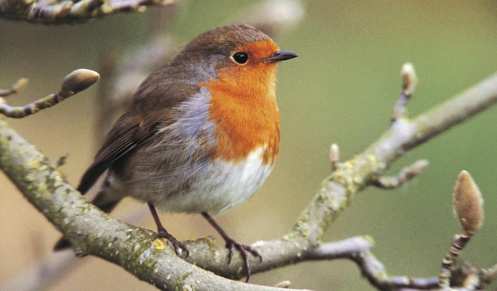 RSPB, Big Garden Birdwatch