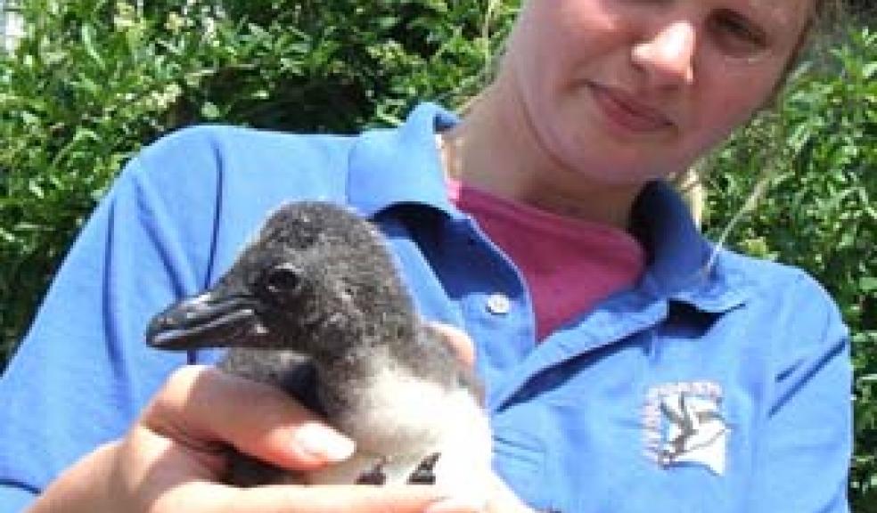 Coastal zoo - breeding success