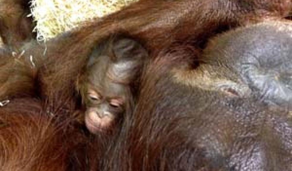 Mother and baby at Paignton Zoo