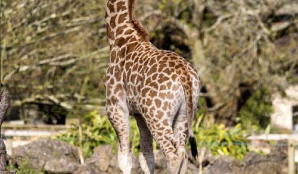 Paignton Zoo giraffe baby Joanna