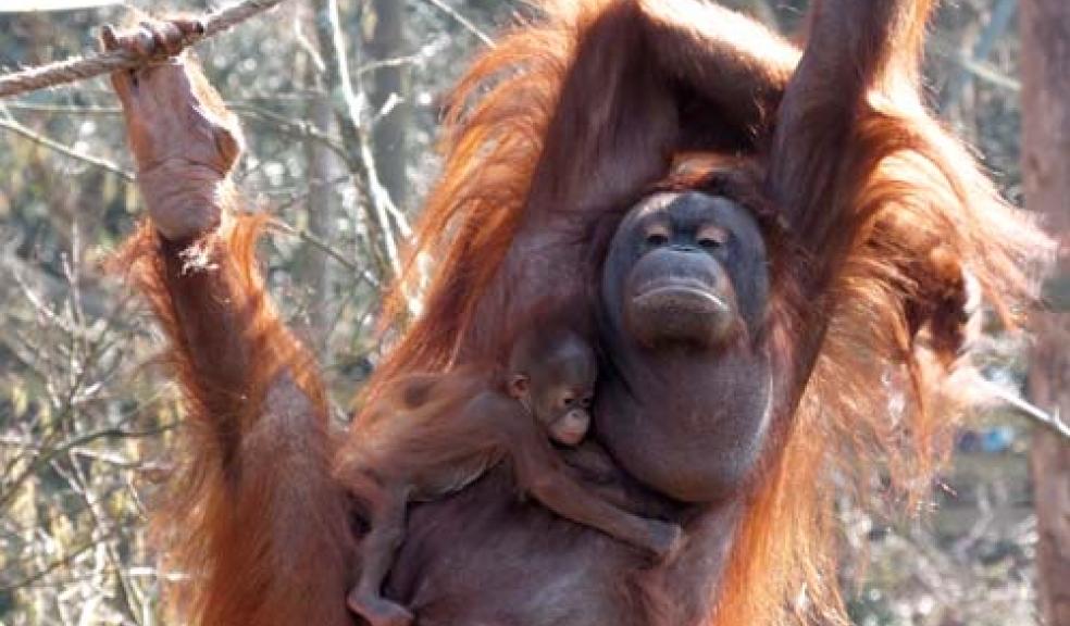 Hanging out with Mum at Paignton Zoo