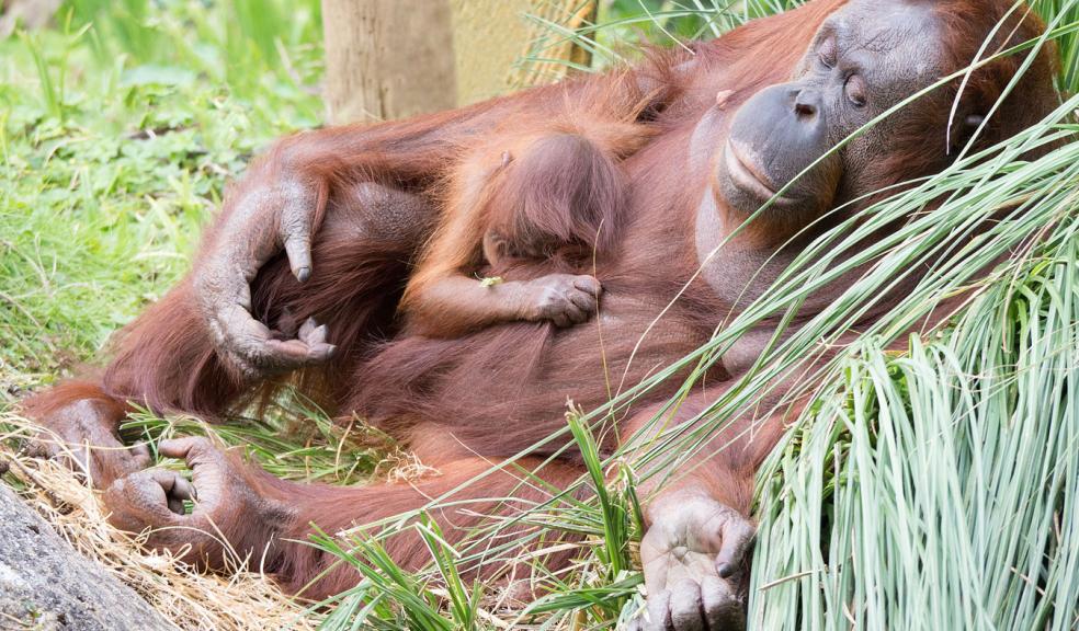 Forty Winks