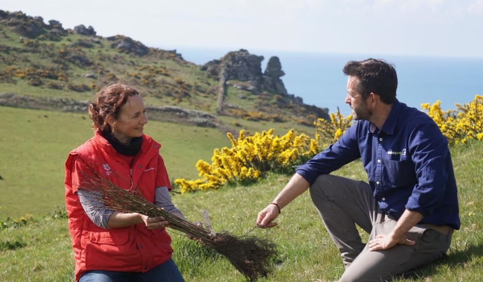 3,000 new trees planted by National Trust in South Devon