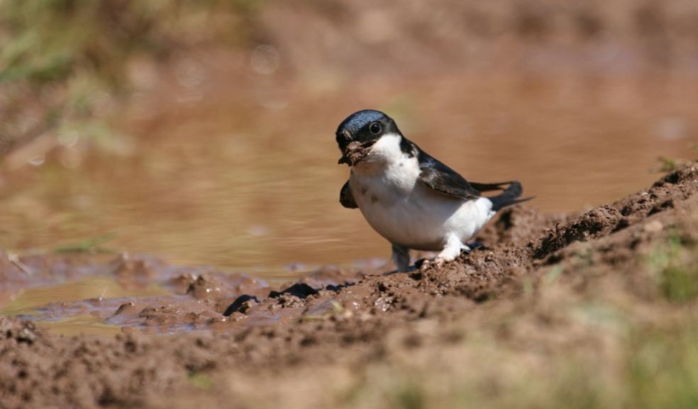 A house martin collects mud to build a nest with. Credit: Tom Marshall, rspb-images.com