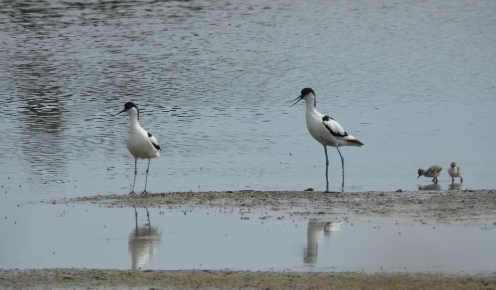 Avocet chicks