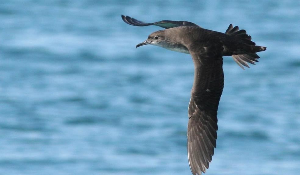 Balearic shearwater Photo credit: Kris Gillam / Courtesy of the RSPB SW