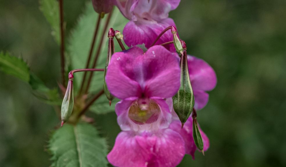 Volunteer to clear Himalayan Balsam Himalayan Balsam