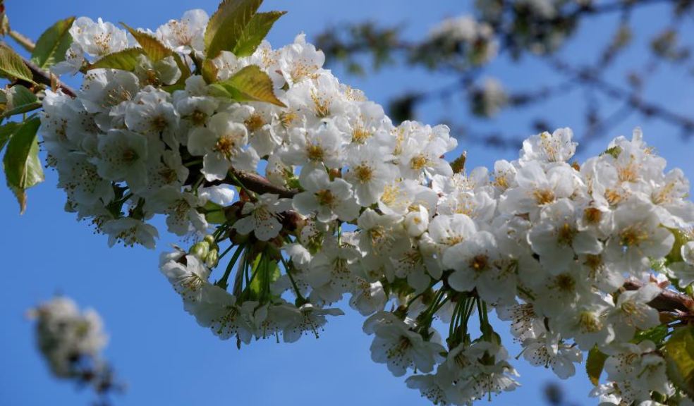 Cherry Blossom at Cotehele. Credit National Trust Images Rich Burrow. cherry blossom, blooming