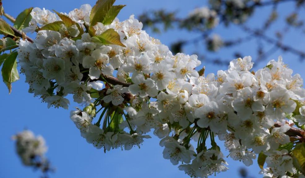 cherry blossom, blooming