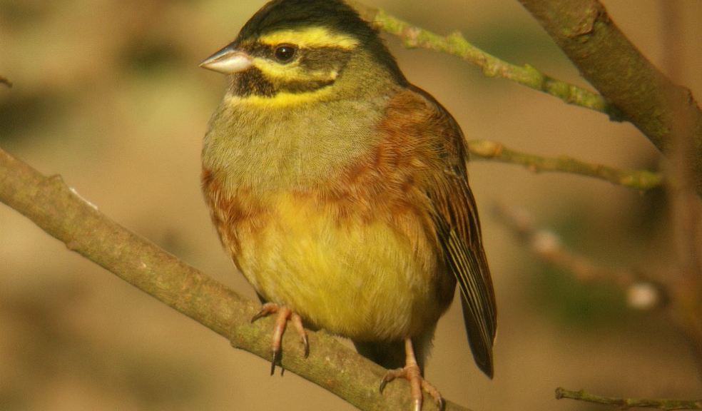 Cirl Bunting. Photo: Mike Langman.