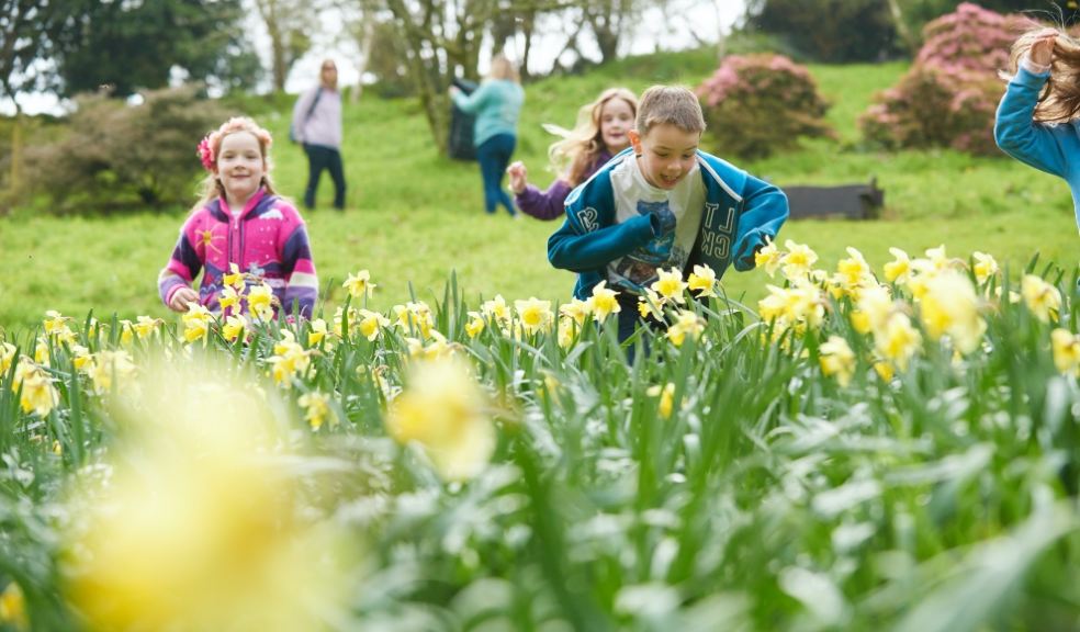 Children playing in the garden at Coleton Fishacre © National Trust Images / Trevor Ray Hart children, running, outside through daffodils in gardens