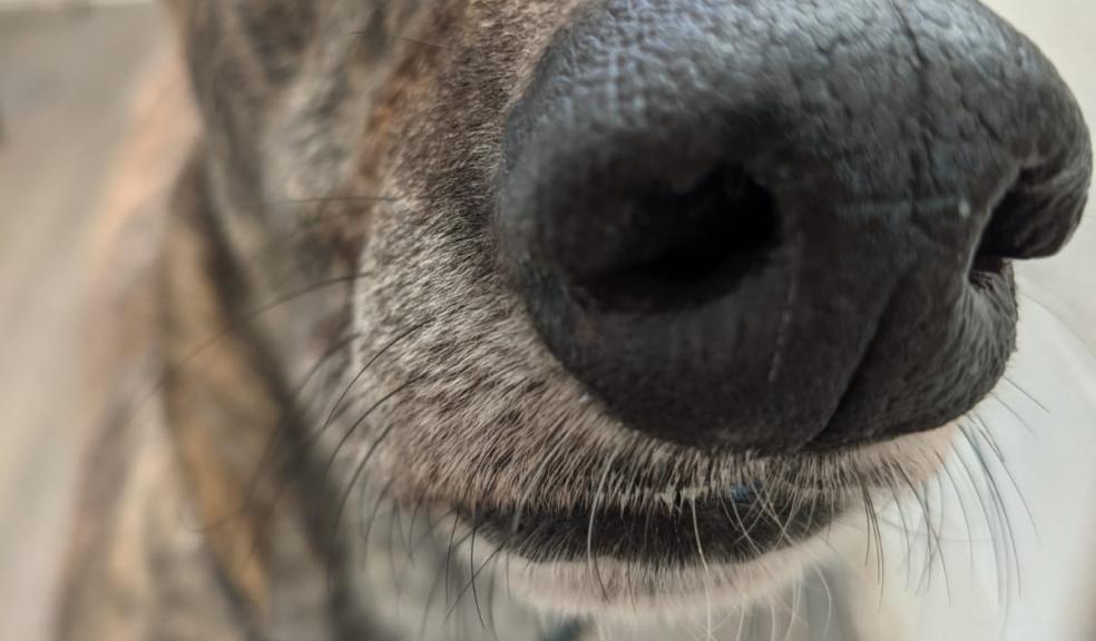 Connor – the luckless hound from Devon who has been homeless for more than a year Connor – the luckless hound from Devon who has been homeless for more than a year