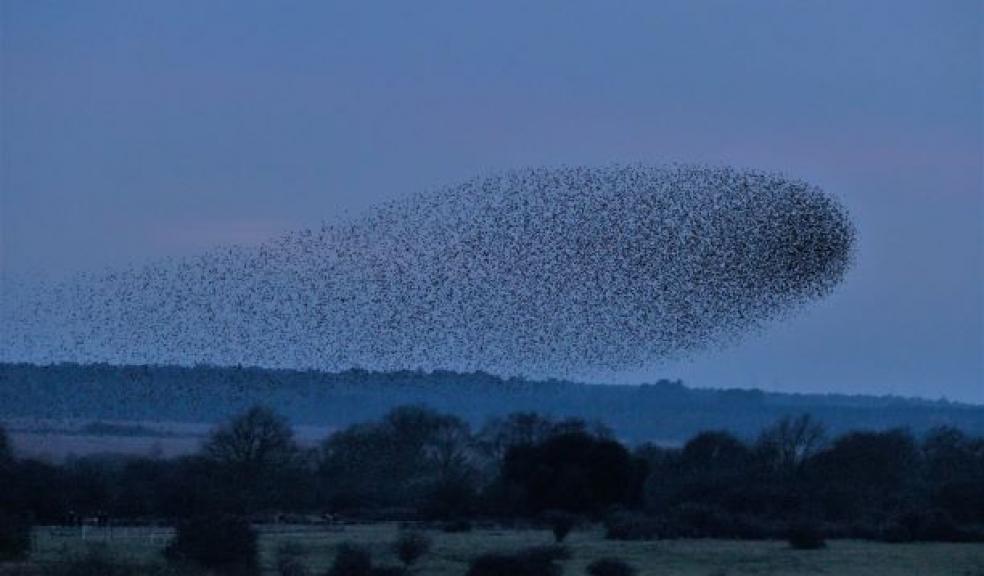 Talk: Roost: Birds, Place and Art