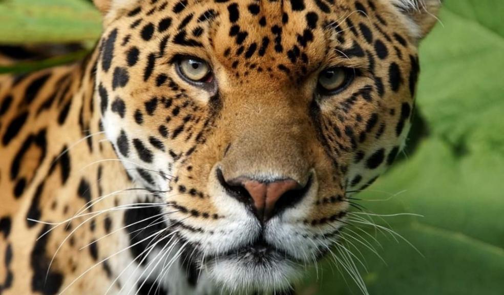 Dartmoor Zoo: Chinca