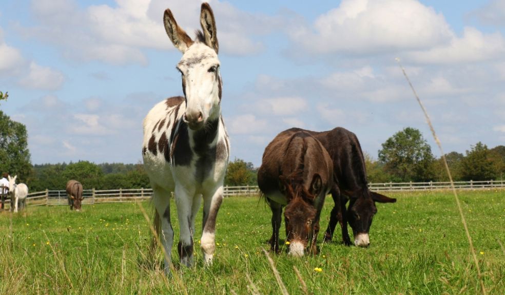 Donkeys grazing in a field