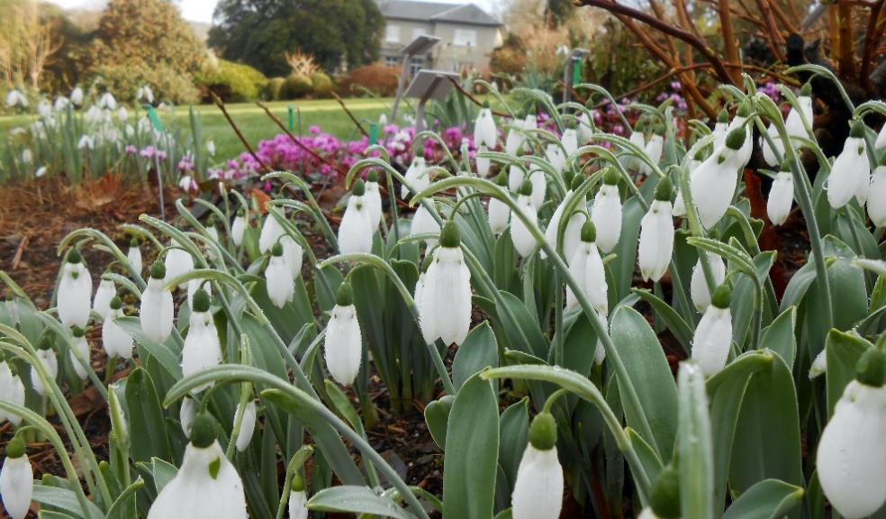 UK's First Virtual Snowdrop Festival launched in Devon to help garden lovers in lockdown Snowdrop Festival