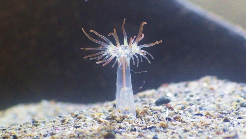 Anemone in aquarium by Robert C Durrant
