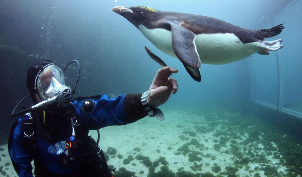 Scuba dive with penguins at Living Coasts