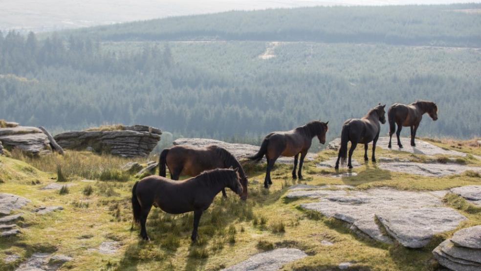 Dartmoor ponies by Malcolm Snelgrove Dartmoor Pony Heritage Trust