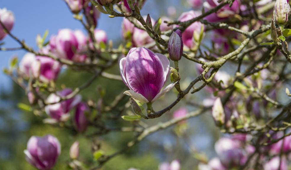 Magnolia in bloom at Cotehele. Photo by John Parker.