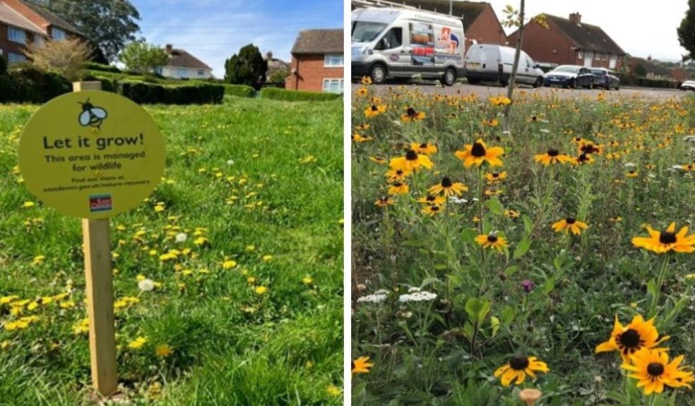 More East Devon greenspaces designated as nature recovery areas.