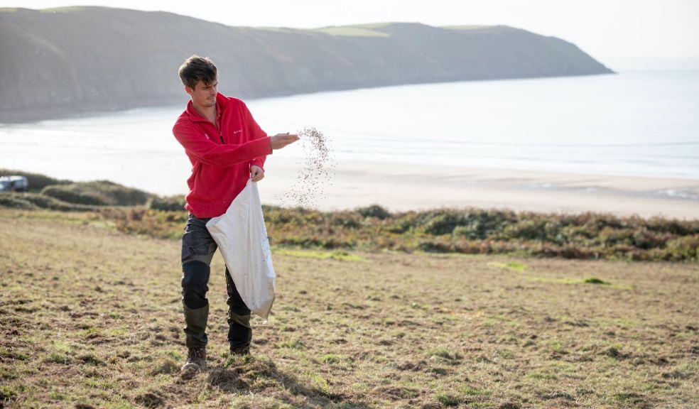 National Trust hand sowing seed including kidney vetch and viper’s-bugloss to create species rich grasslands near Woolacombe in North Devon. Photo: National Trust Images, John Miller.