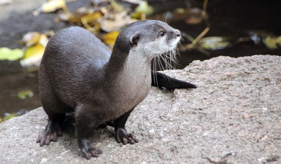 Otter standing on a rock An otter