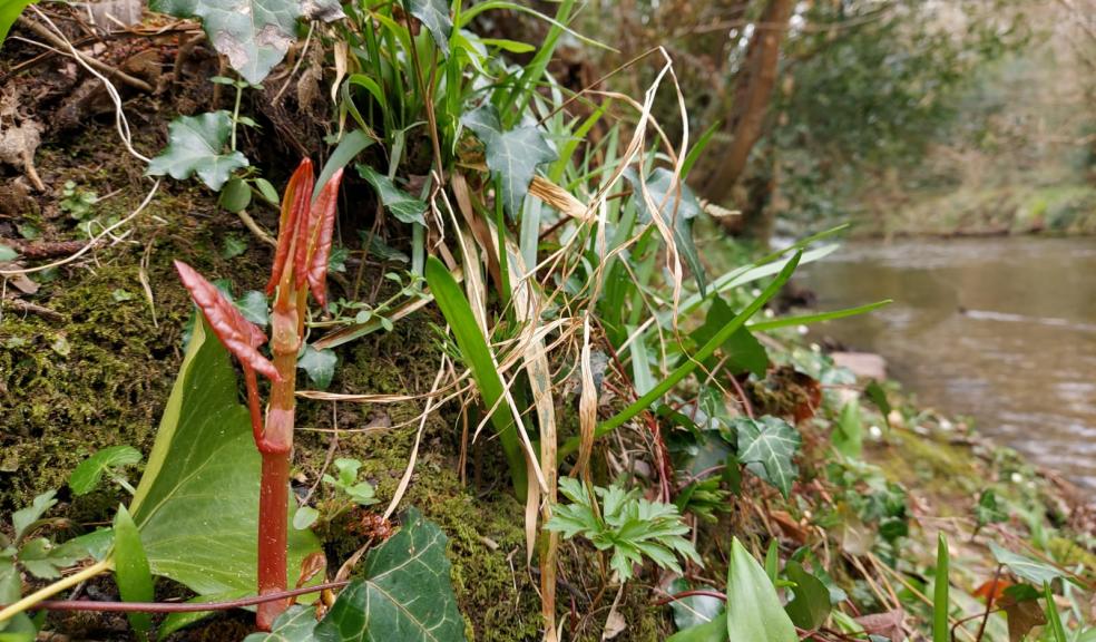 Exposed, Japanese knotweed