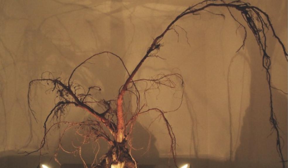 Rachael Gomery’s installation We Are Therefore I Am