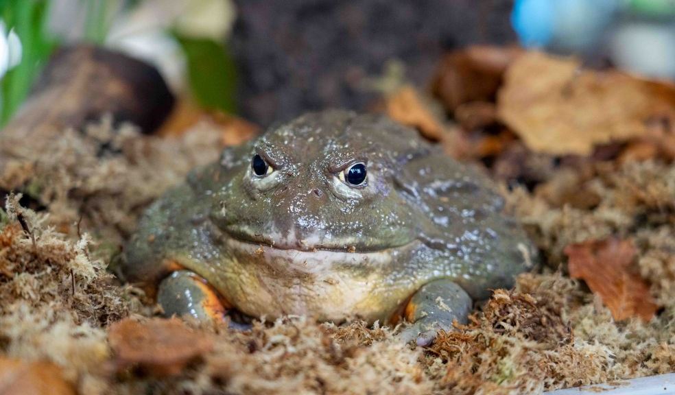 Trevor the African bullfrog