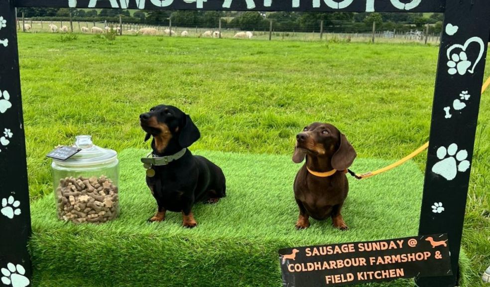 Dachshunds posing for a photo