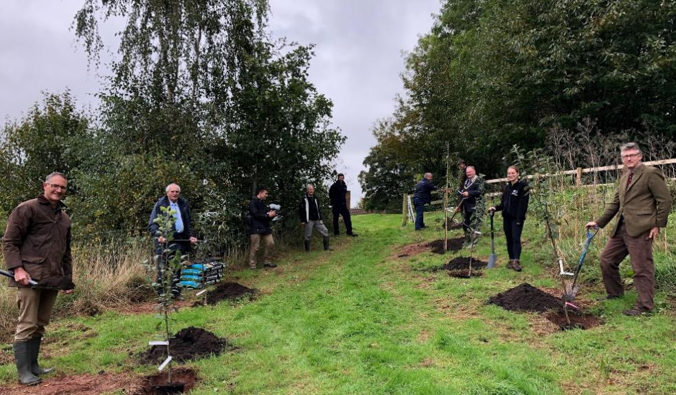 Saving Devon's Treescapes planting Devon, treescapes, trees