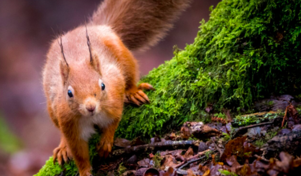 Red squirrel by Matt Roseveare