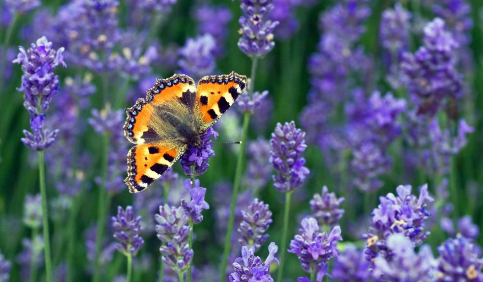 Small Tortoiseshell on Lavender by Matt Berry