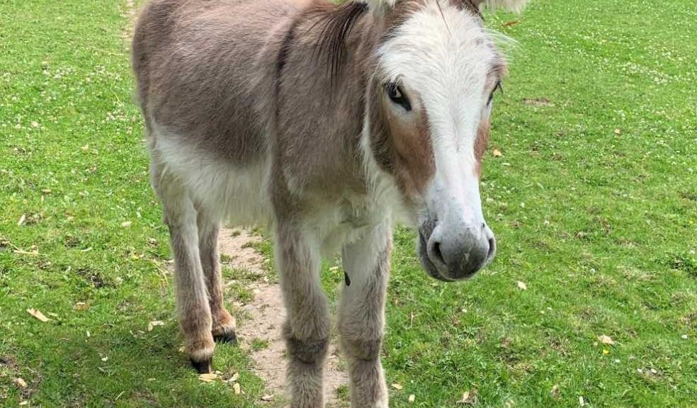 The Donkey Sanctuary