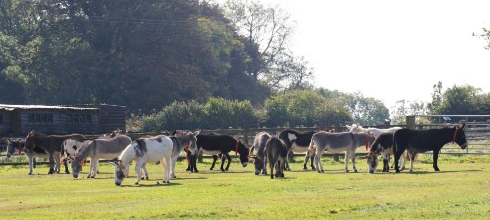 The Donkey Sanctuary, Sidmouth. Photo: The Donkey Sanctuary