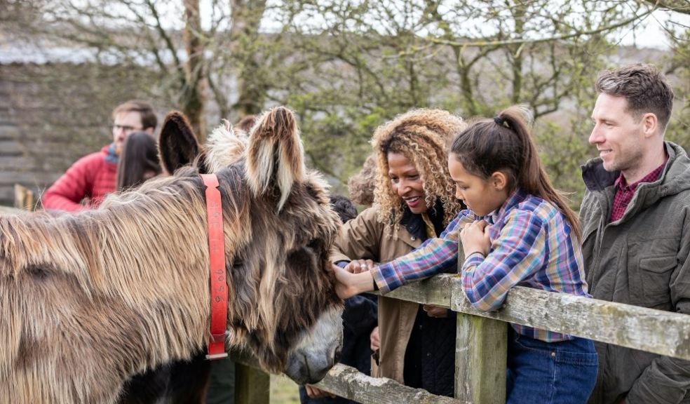 Donkey and mother and daughter