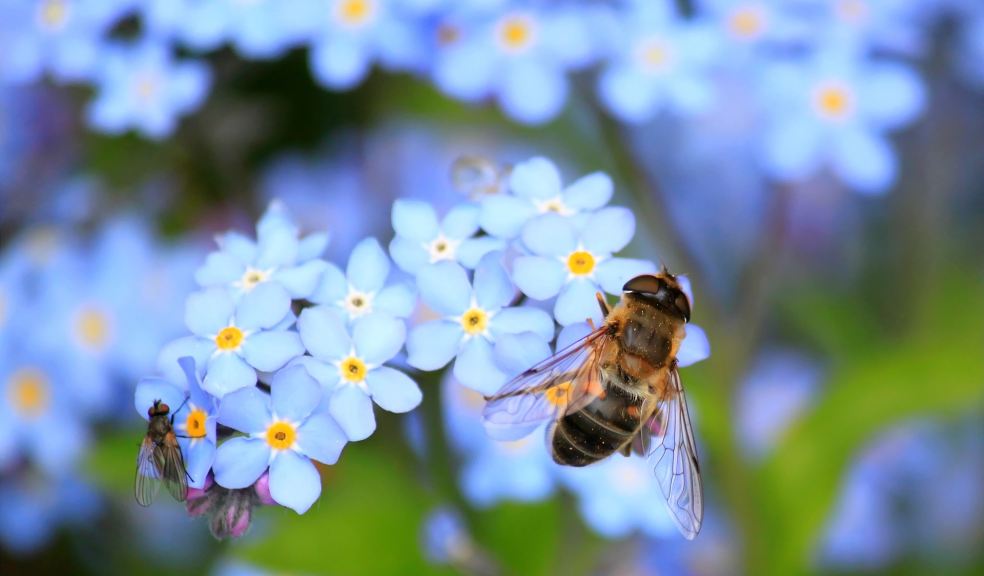Community Wildlife Grants Available Bee resting on a flower