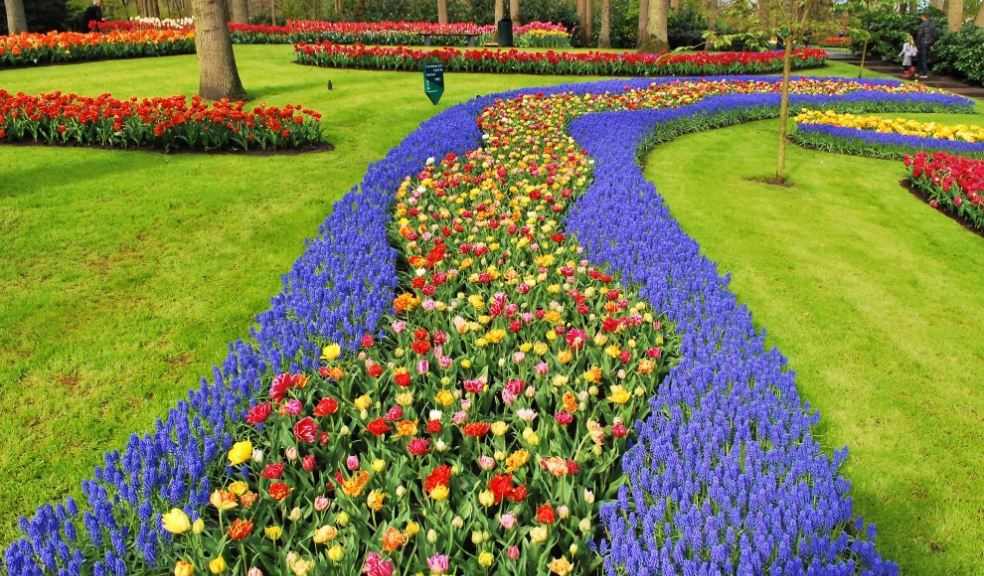 Spring in the Netherlands is all about Tulips