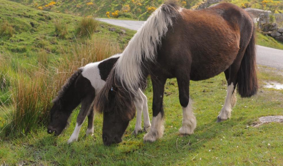 Visitors urged look but do not touch Dartmoor’s ponies Dartmoor ponies