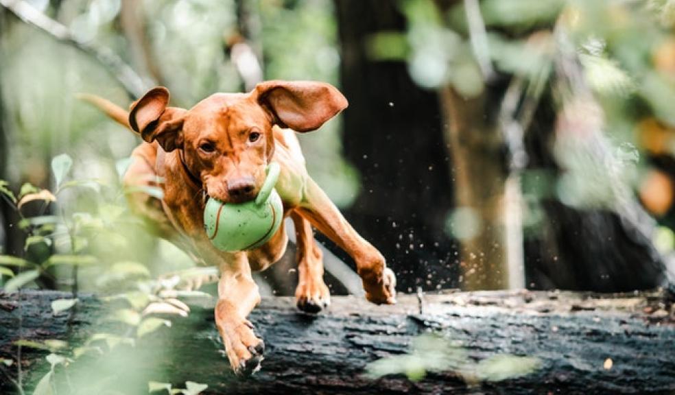 Dog with a ball jumping over a fallen tree trunk. Photo by Chepté Cormani from pexels.com