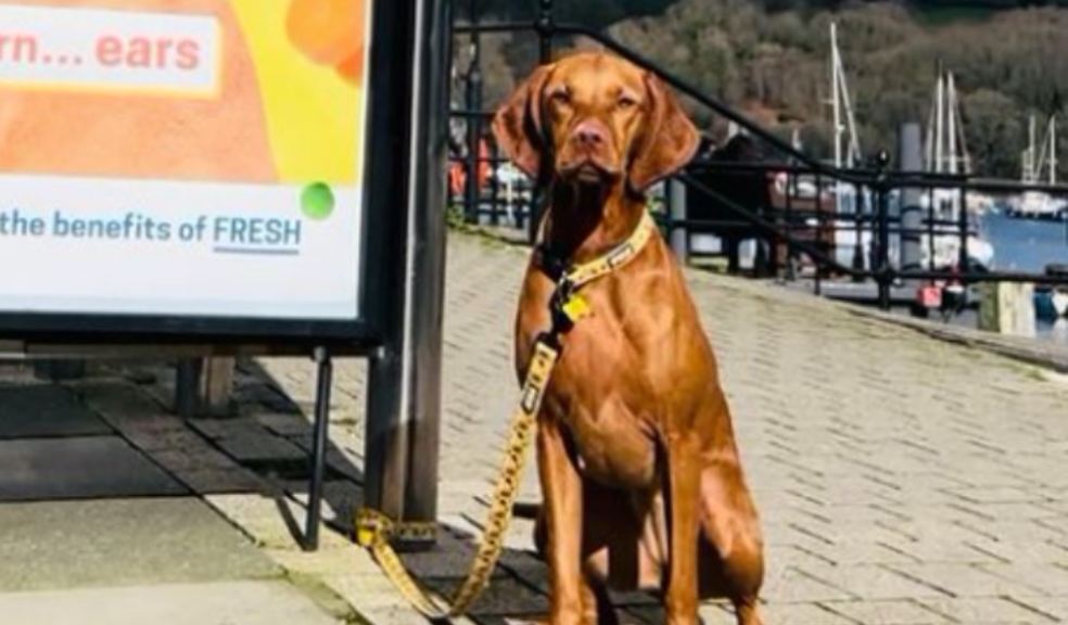 Photo: Jolene was selected from thousands of pups to be the face of the Butternut Box campaign in Devon