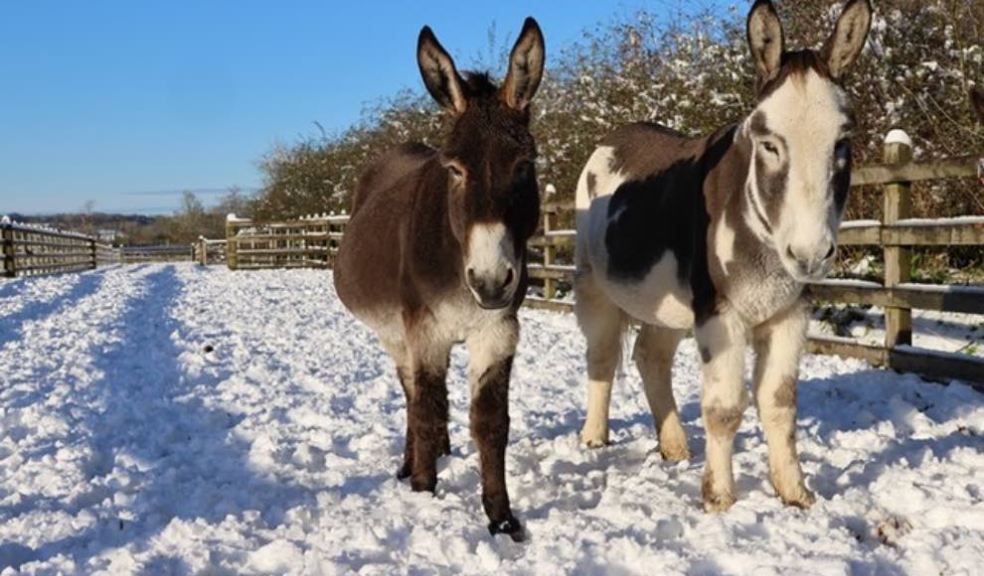 Photo caption: Donkeys in the snow at the Sidmouth Sanctuary. Photo: The Donkey Sanctuary.