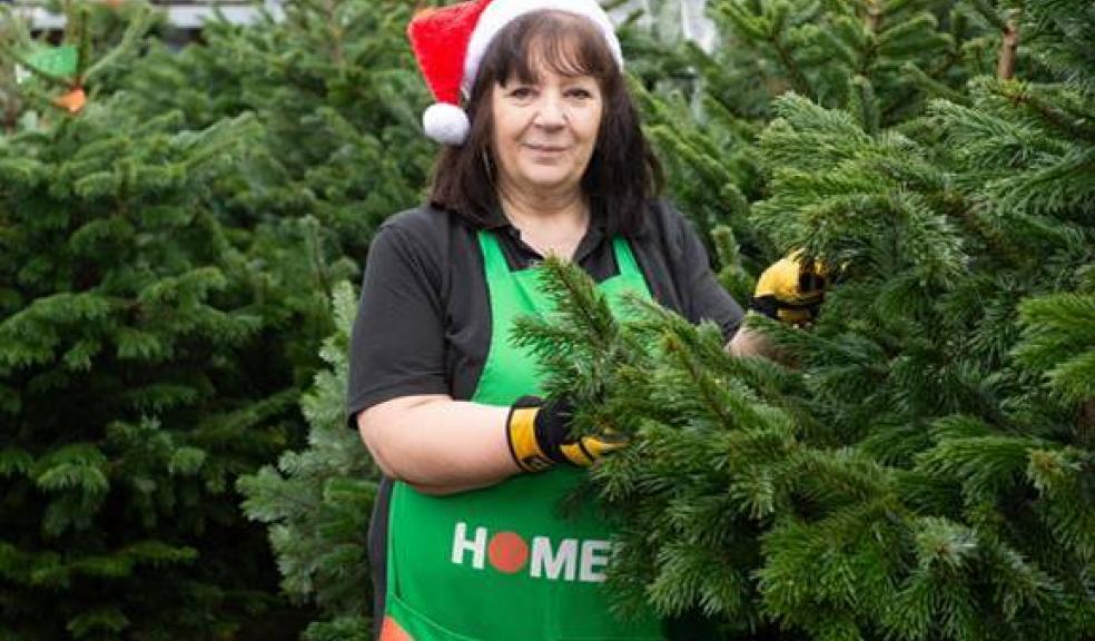 Homebase team member, Elisabeth, amongst some of this year’s first Christmas trees which will be donated to schools, charities and community groups across the country