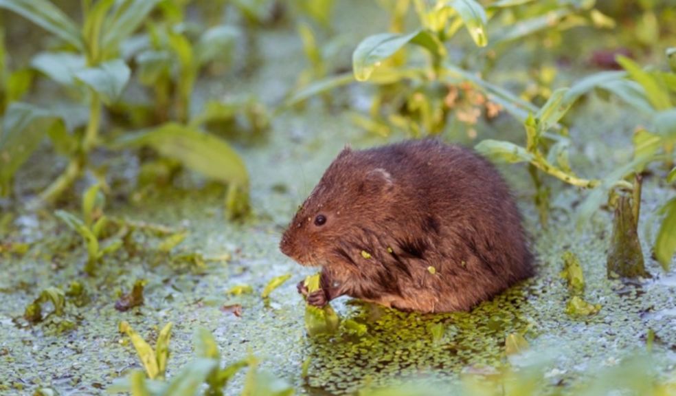 water vole sitting in the water