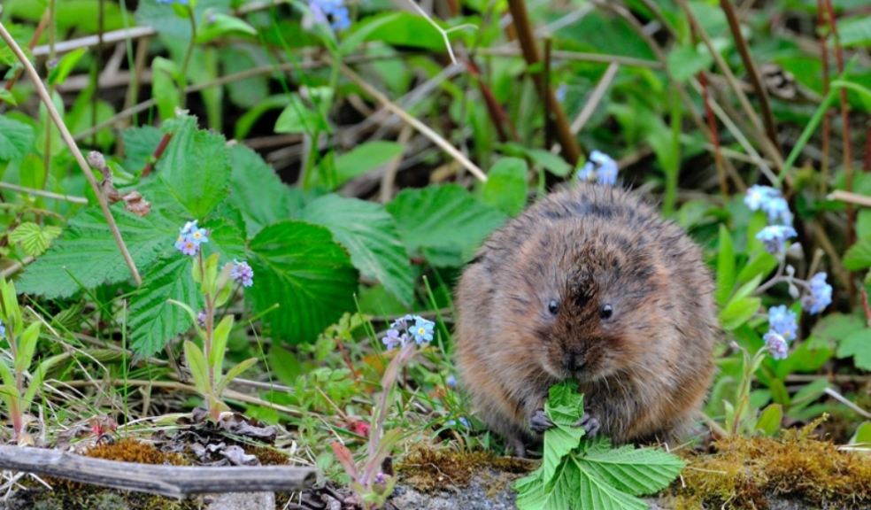 A native water vole. Photo: Craig Jones Wildlife Photography