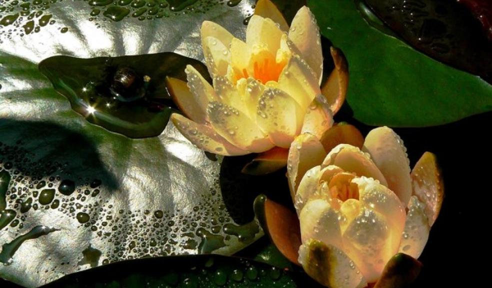 Lotus flower